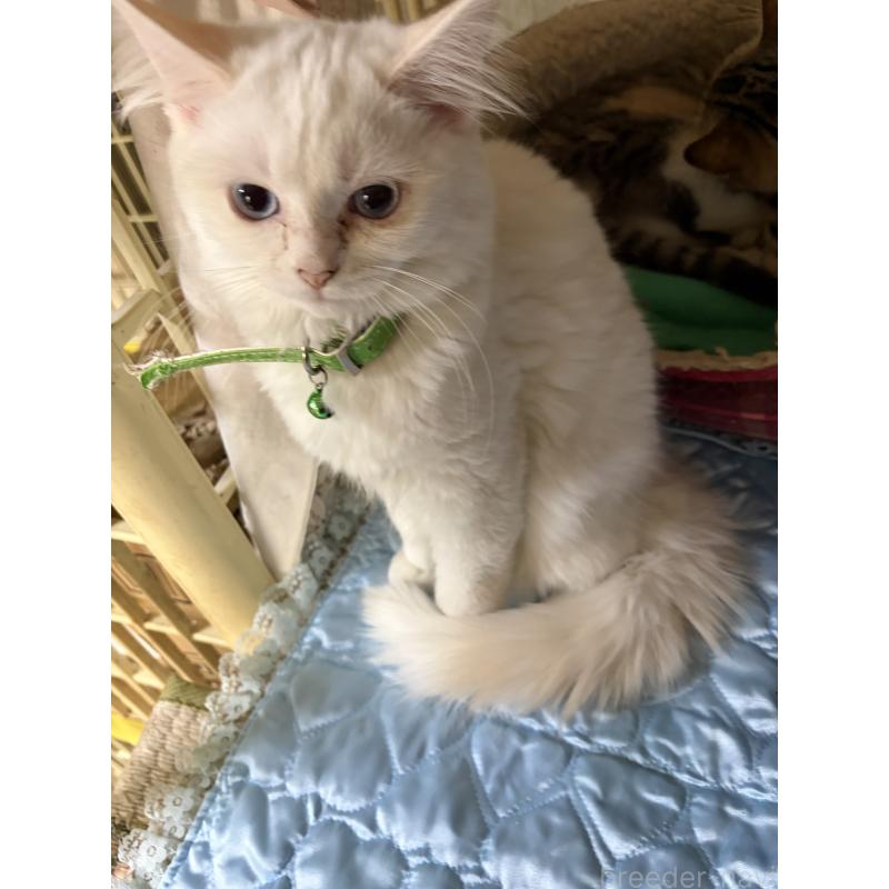 販売中の神奈川県のマンチカン-129912の5枚目