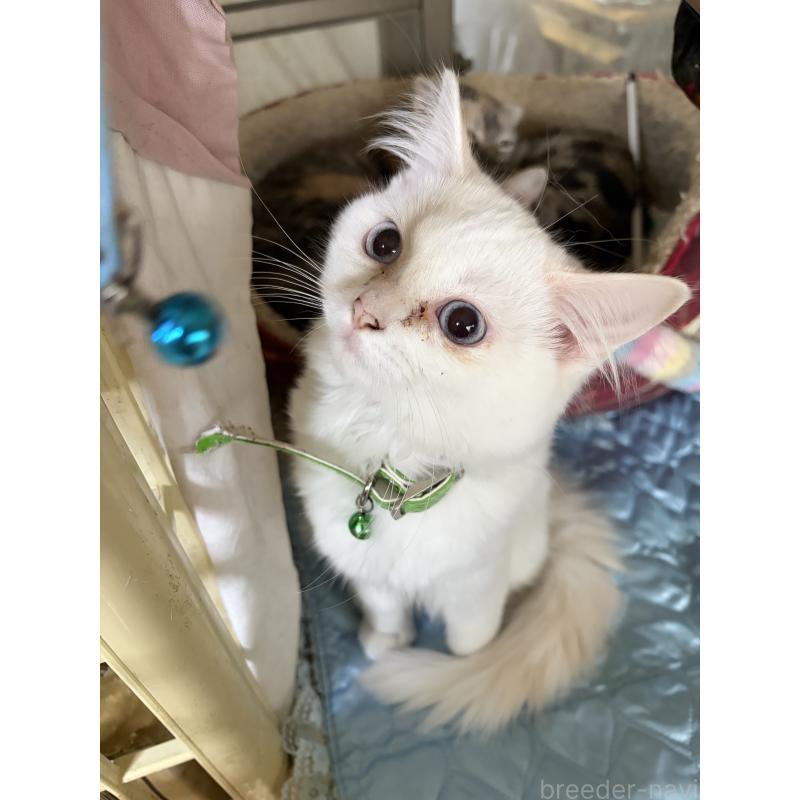 販売中の神奈川県のマンチカン-129912の4枚目