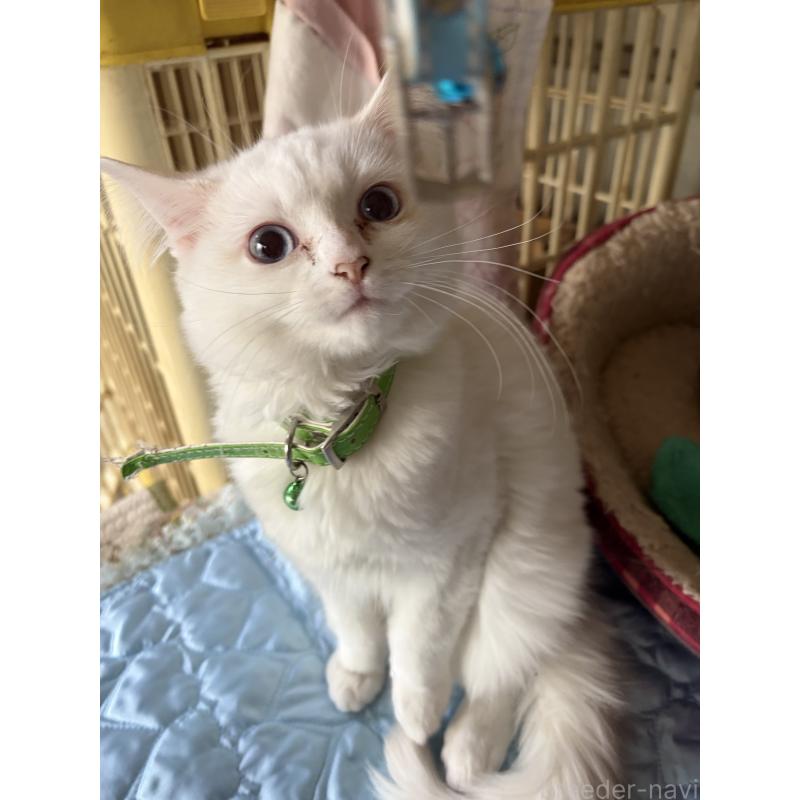 販売中の神奈川県のマンチカン-129912の2枚目