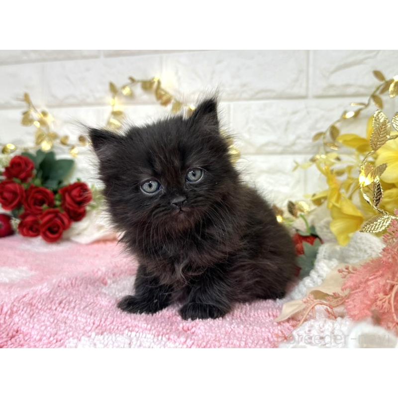 商談中の埼玉県のミヌエット-135725の1枚目