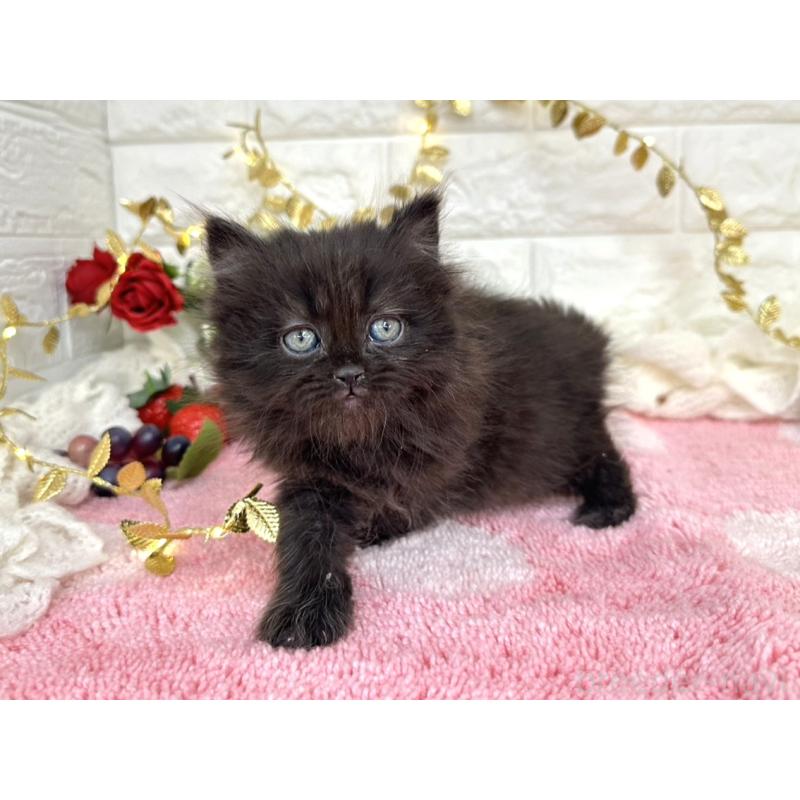 商談中の埼玉県のミヌエット-135725の6枚目