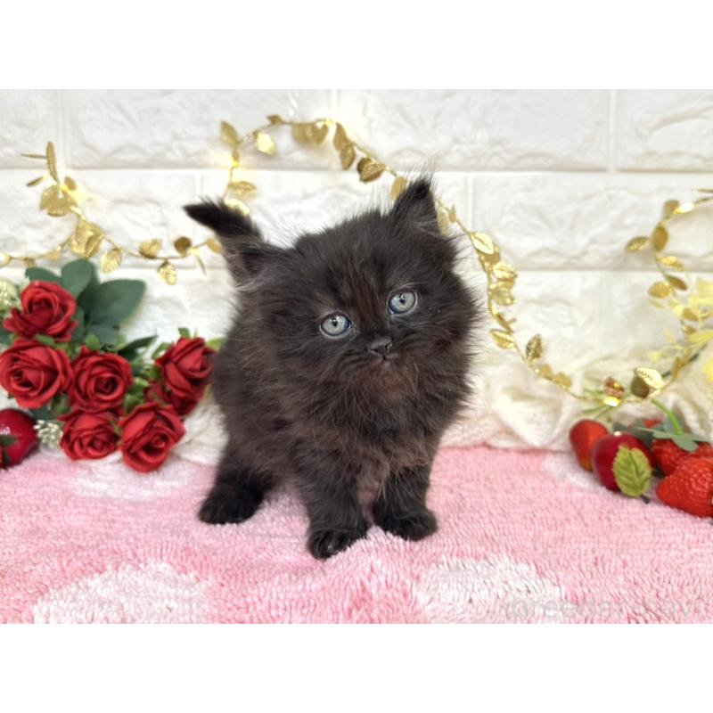 商談中の埼玉県のミヌエット-135725の5枚目