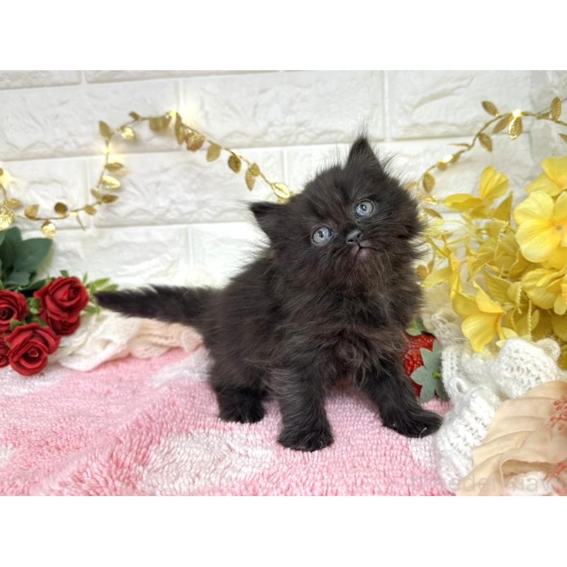 商談中の埼玉県のミヌエット-135725の3枚目