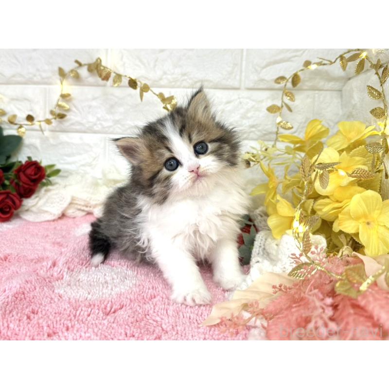 販売中の埼玉県のミヌエット-135726の5枚目