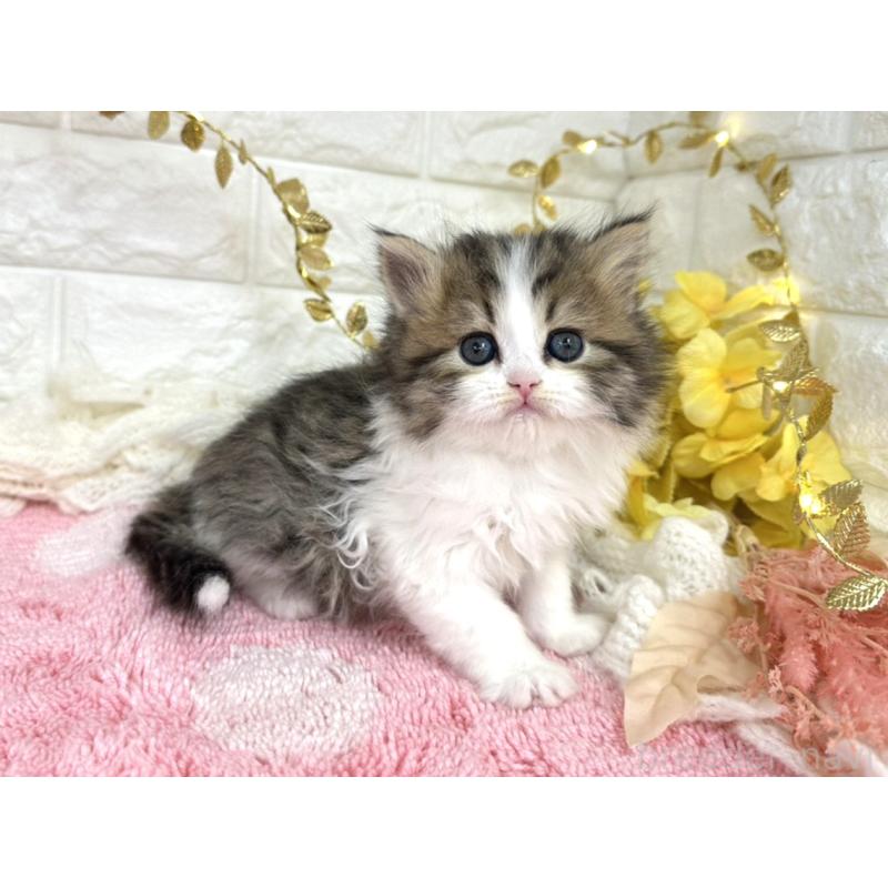 販売中の埼玉県のミヌエット-135726の4枚目