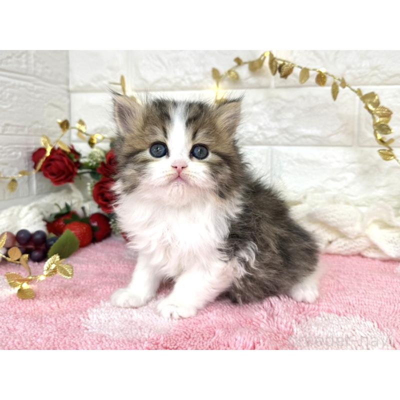 販売中の埼玉県のミヌエット-135726の3枚目