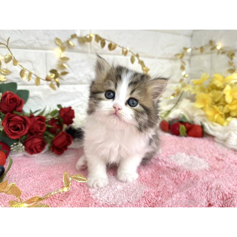 販売中の埼玉県のミヌエット-135726の2枚目