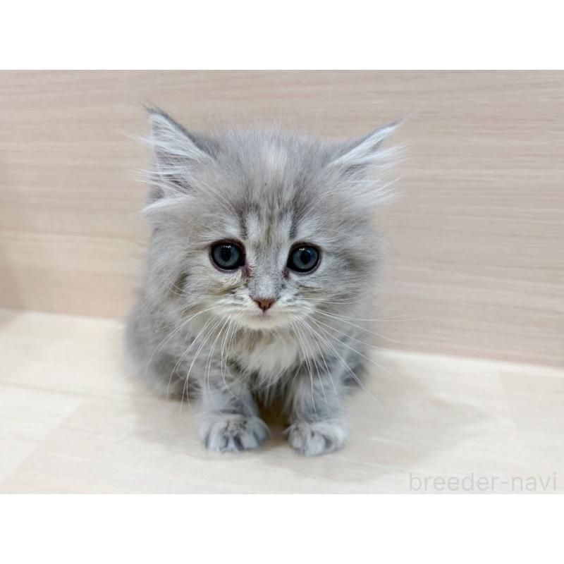 販売中ののサイベリアン-135727