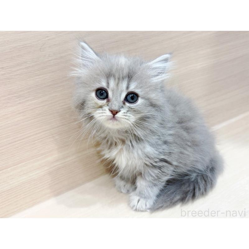 販売中の東京都のサイベリアン-135727の4枚目