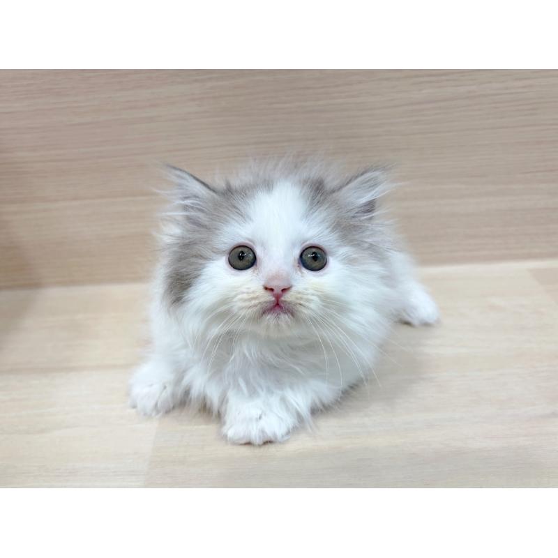 販売中の東京都のサイベリアン-135728