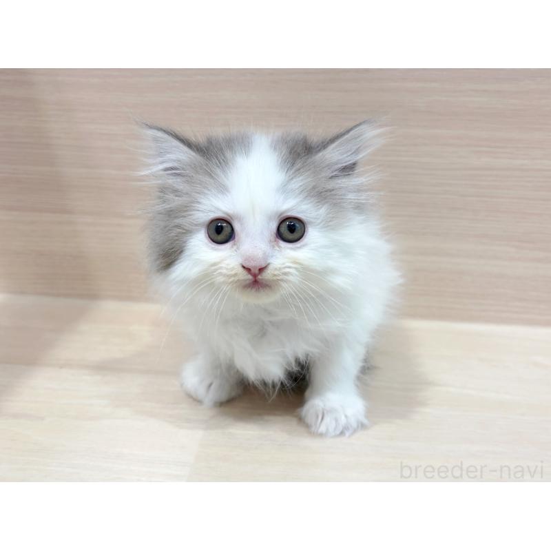 販売中の東京都のサイベリアン-135728の4枚目