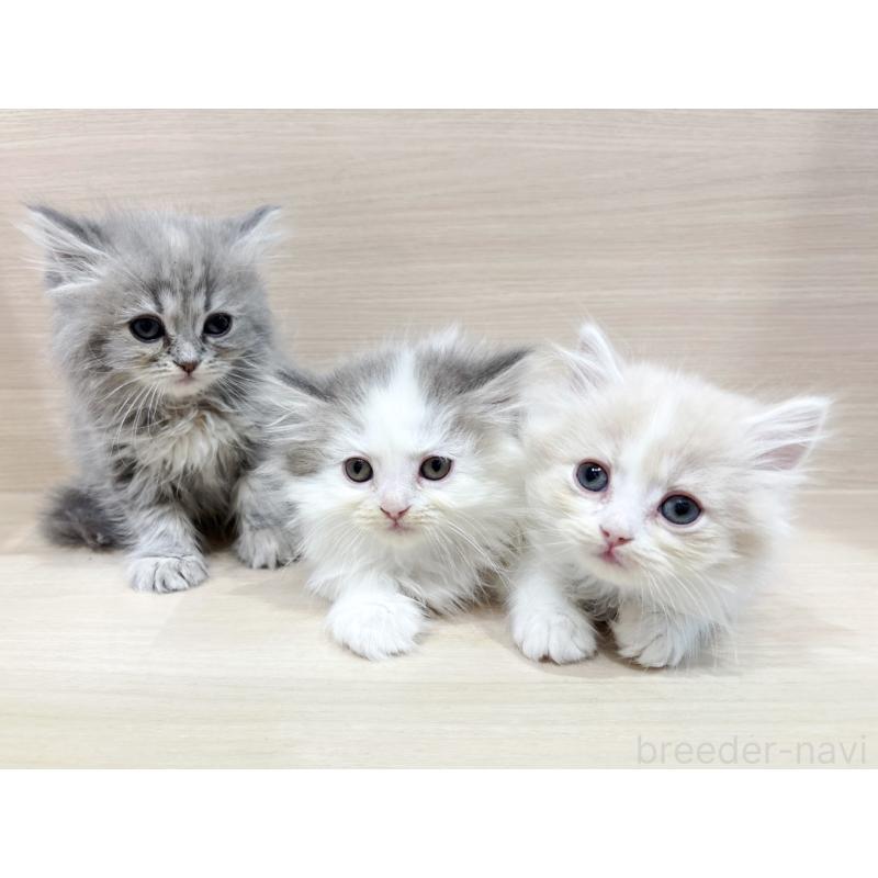 販売中の東京都のサイベリアン-135728の3枚目