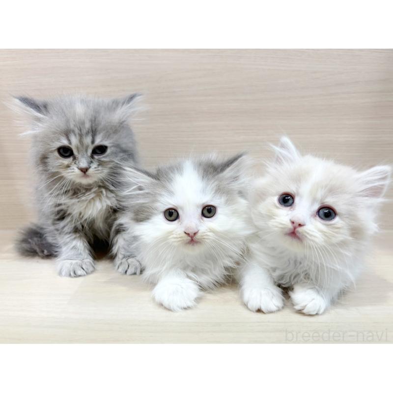 販売中の東京都のサイベリアン-135728の2枚目