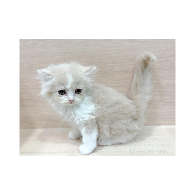 販売中の東京都のサイベリアン-135729の5枚目