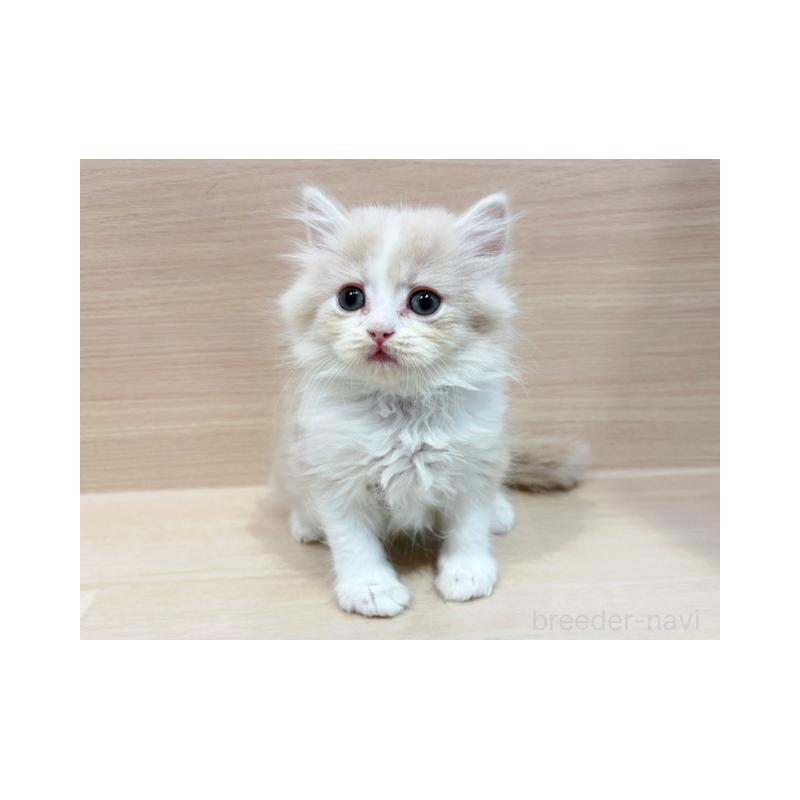 販売中の東京都のサイベリアン-135729の4枚目