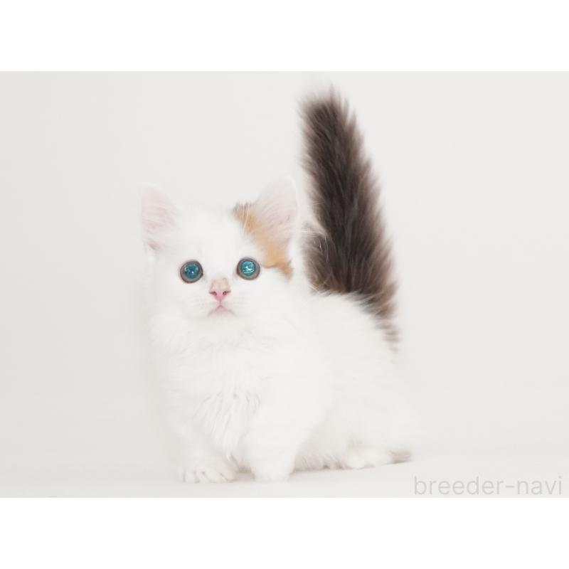 販売中の東京都のマンチカン(短足)-133723の10枚目