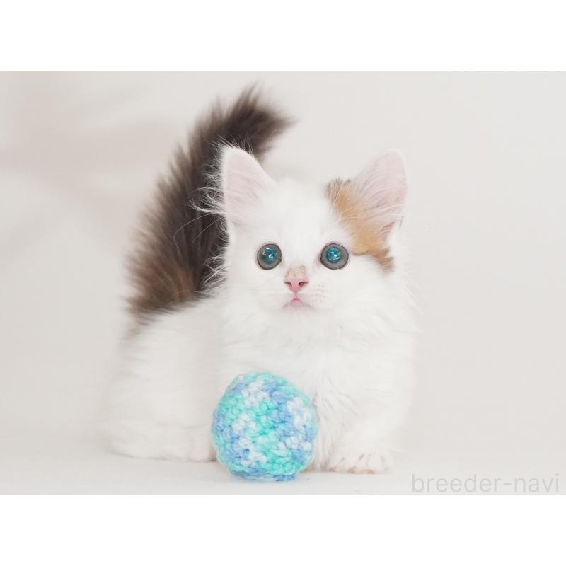 販売中の東京都のマンチカン(短足)-133723の8枚目