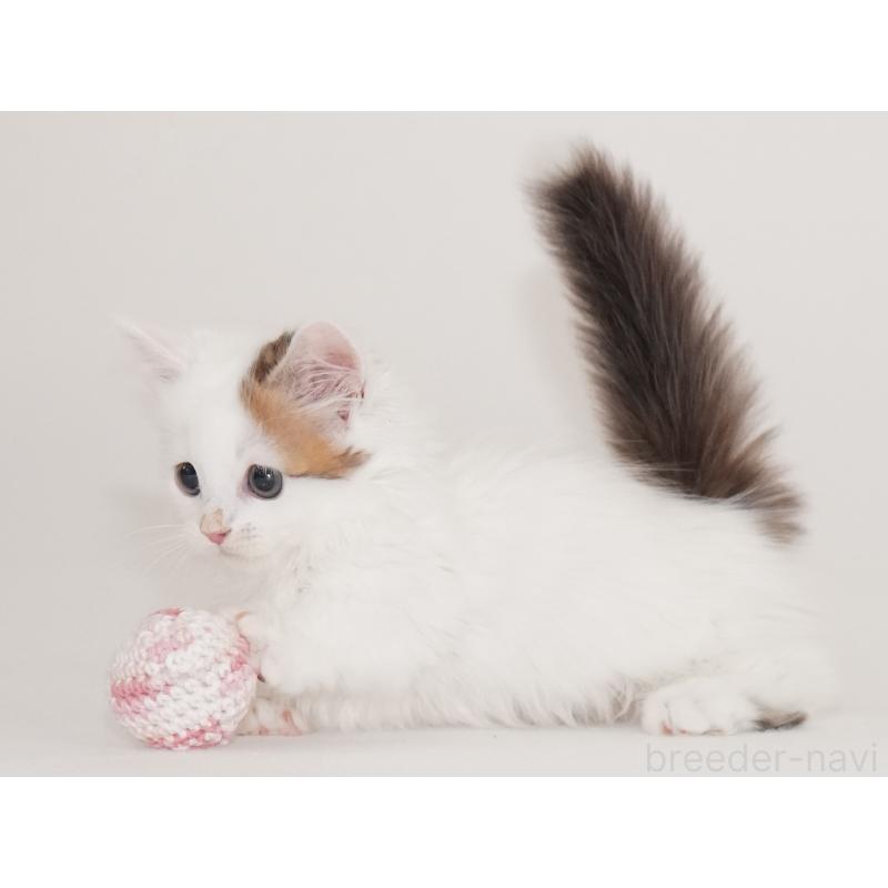 販売中の東京都のマンチカン(短足)-133723の7枚目