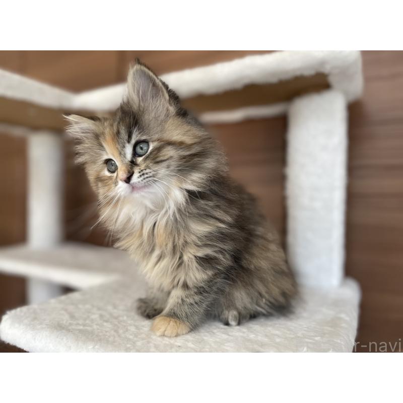 商談中の千葉県のサイベリアン-133934の6枚目