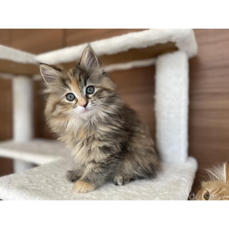 商談中の千葉県のサイベリアン-133934の5枚目