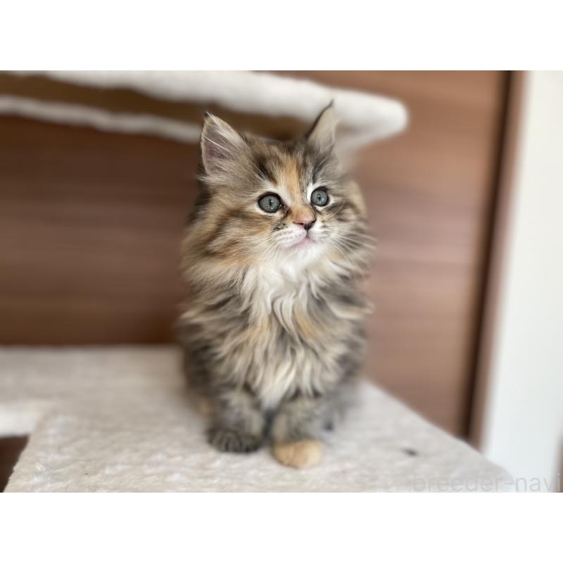 商談中の千葉県のサイベリアン-133934の4枚目