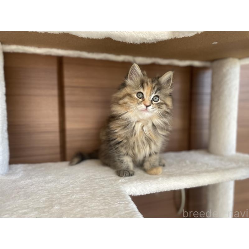 商談中の千葉県のサイベリアン-133934の3枚目