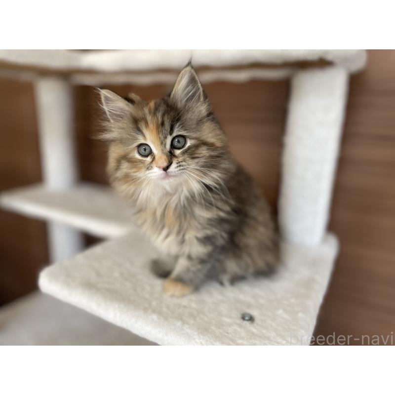 商談中の千葉県のサイベリアン-133934の2枚目