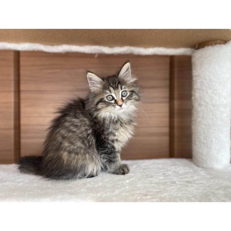 販売中の千葉県のサイベリアン-133941の15枚目