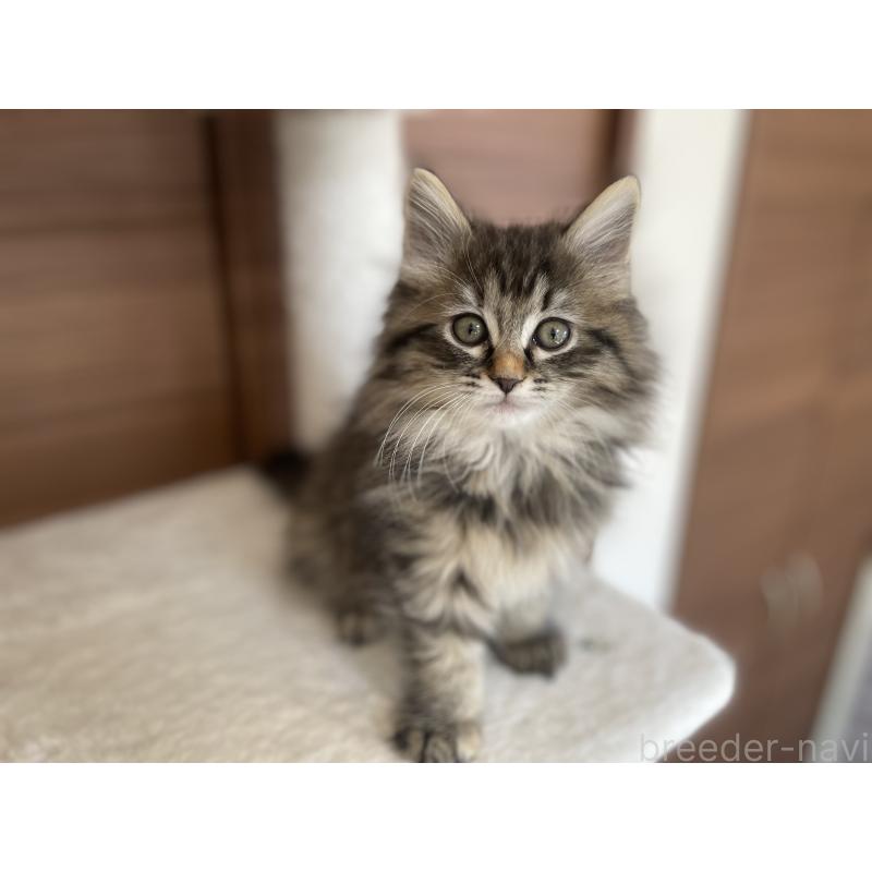 販売中の千葉県のサイベリアン-133941の14枚目