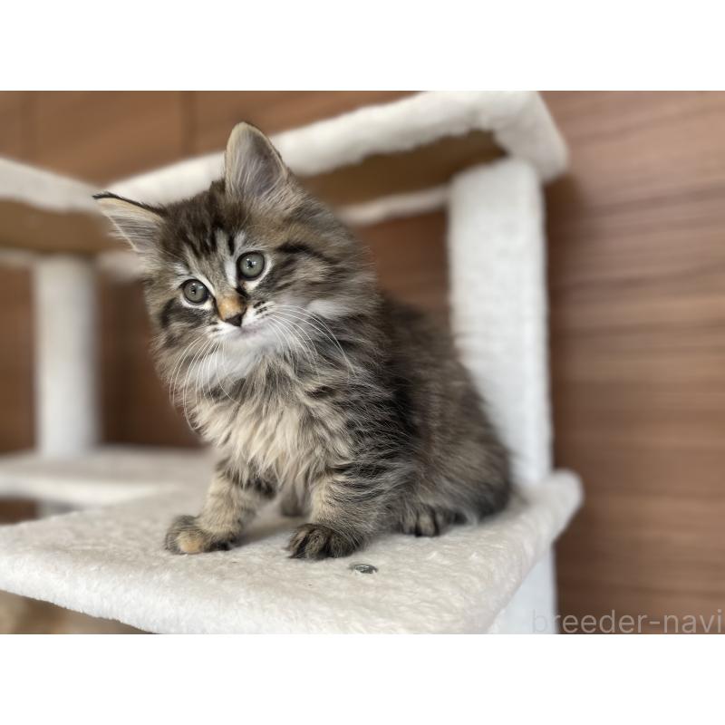 販売中の千葉県のサイベリアン-133941の13枚目