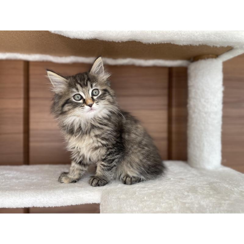 販売中の千葉県のサイベリアン-133941の12枚目