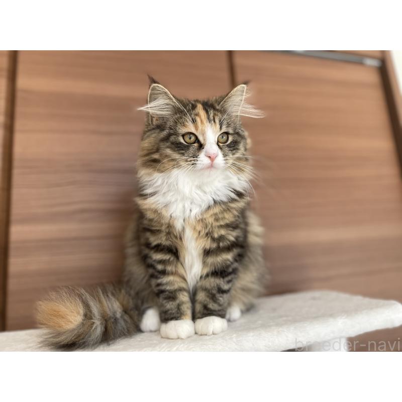 販売中の千葉県のサイベリアン-129137の31枚目