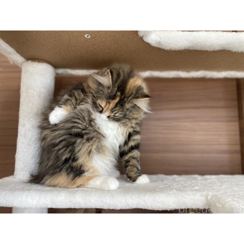 販売中の千葉県のサイベリアン-129137の30枚目