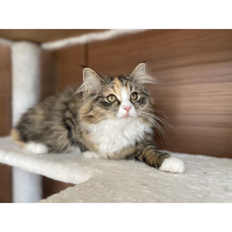 販売中の千葉県のサイベリアン-129137の29枚目