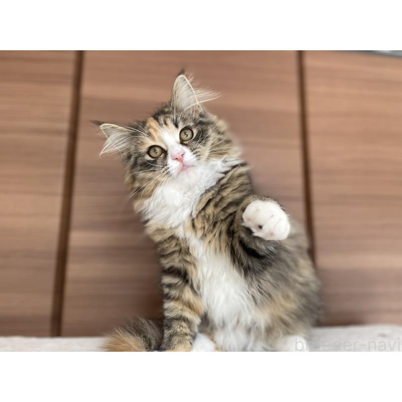 販売中の千葉県のサイベリアン-129137の28枚目