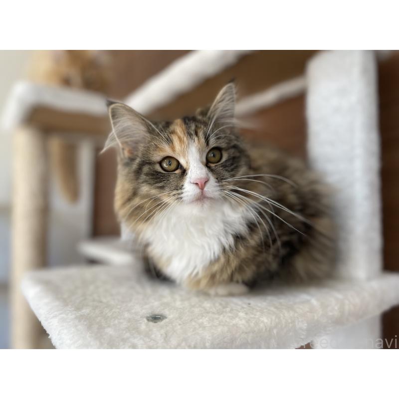 販売中の千葉県のサイベリアン-129137の27枚目