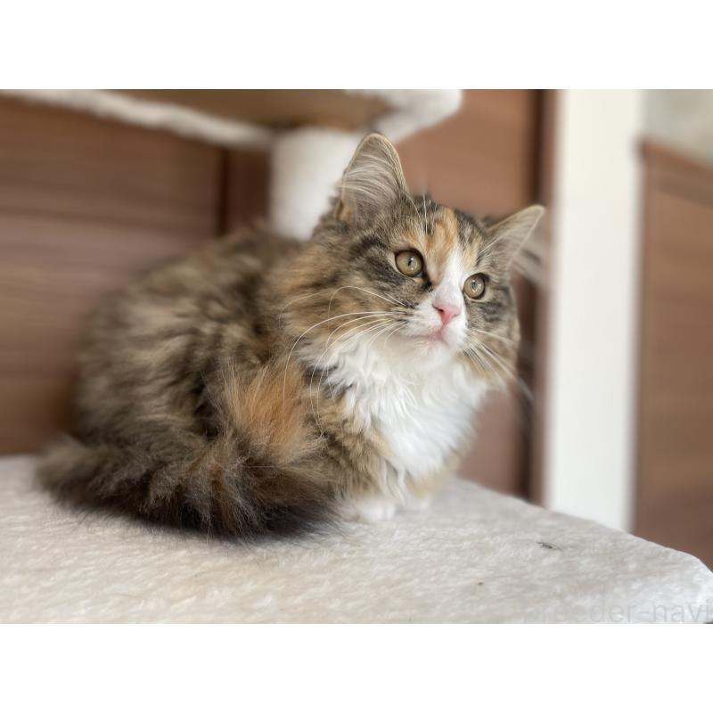 販売中の千葉県のサイベリアン-129137の26枚目