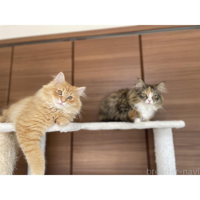 販売中の千葉県のサイベリアン-129137の25枚目