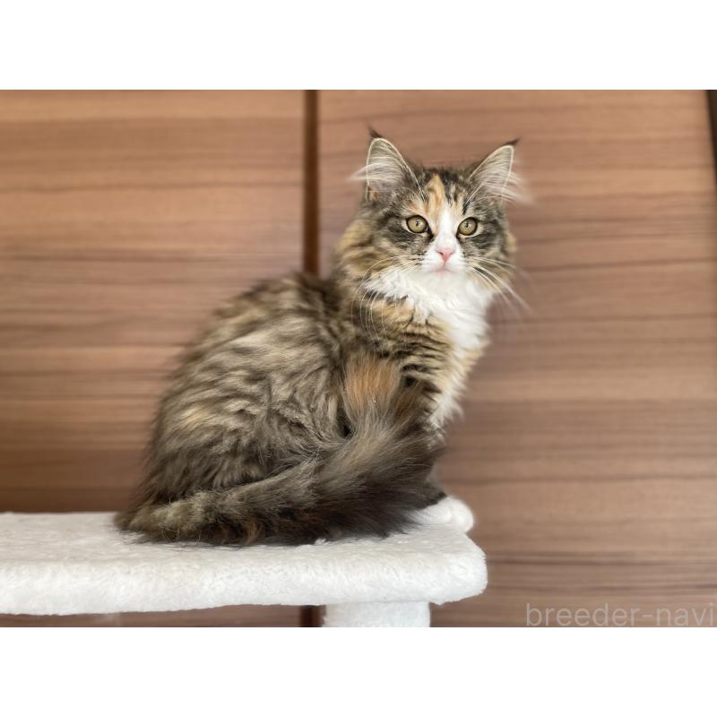 販売中の千葉県のサイベリアン-129137の24枚目