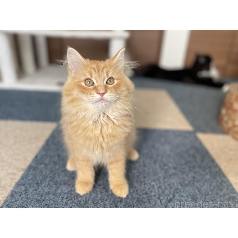 成約済の千葉県のサイベリアン-129142の23枚目