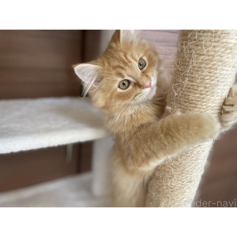 成約済の千葉県のサイベリアン-129142の22枚目