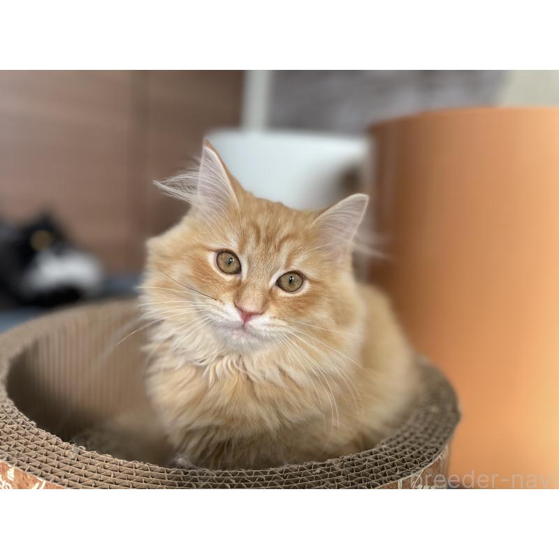 成約済の千葉県のサイベリアン-129142の21枚目