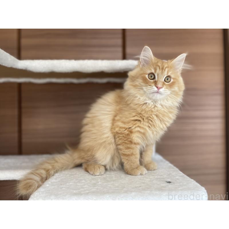 成約済の千葉県のサイベリアン-129142の20枚目