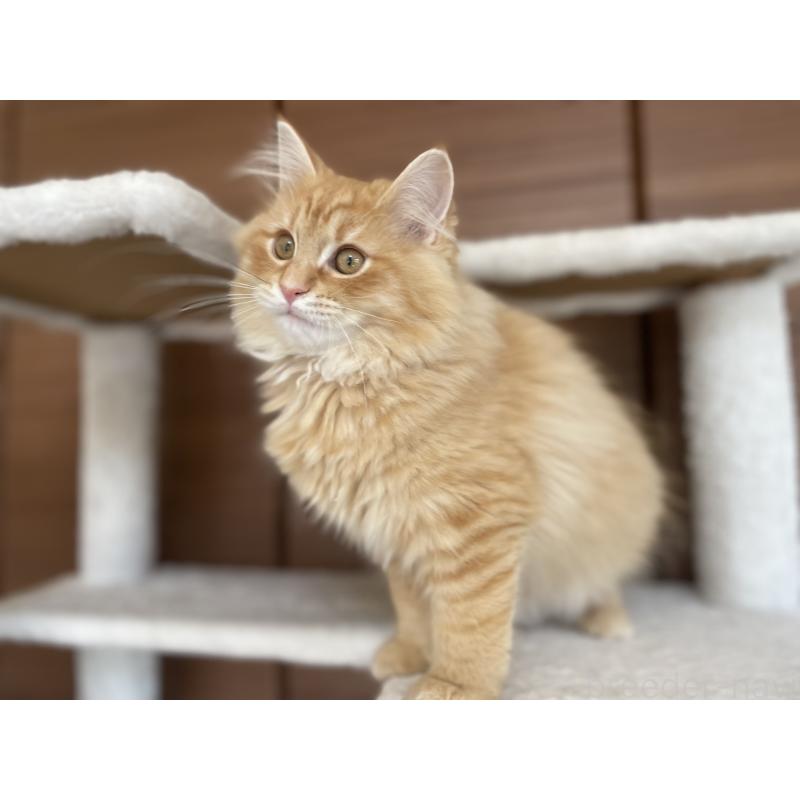 成約済の千葉県のサイベリアン-129142の19枚目