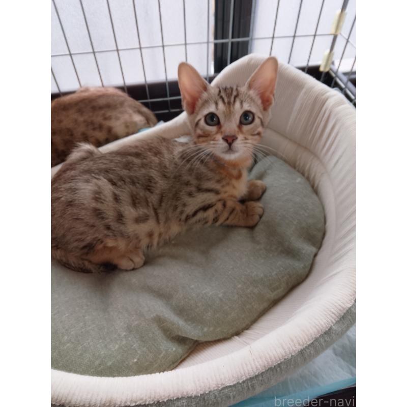 販売中の滋賀県のベンガル-135730の3枚目