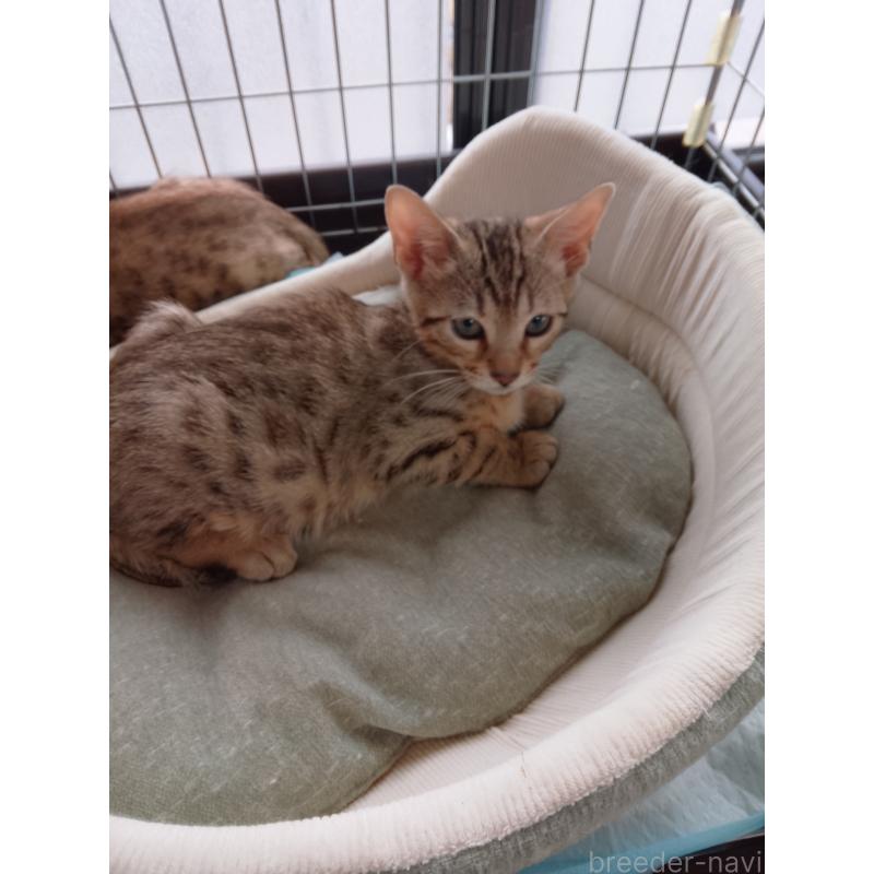 販売中の滋賀県のベンガル-135730の2枚目