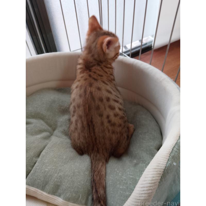 販売中の滋賀県のベンガル-135731の2枚目