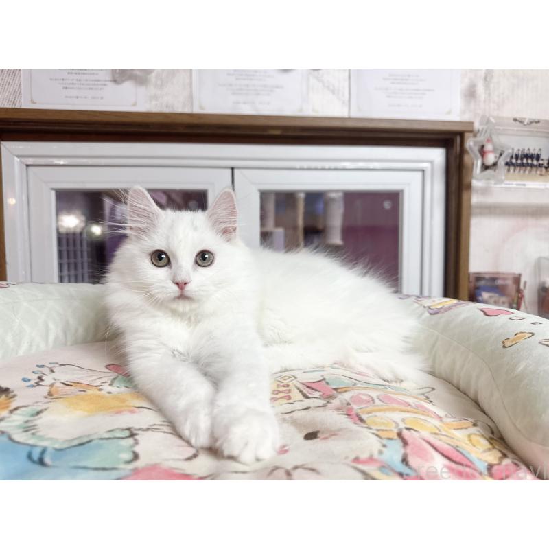 販売中の千葉県のミヌエット-131026の4枚目