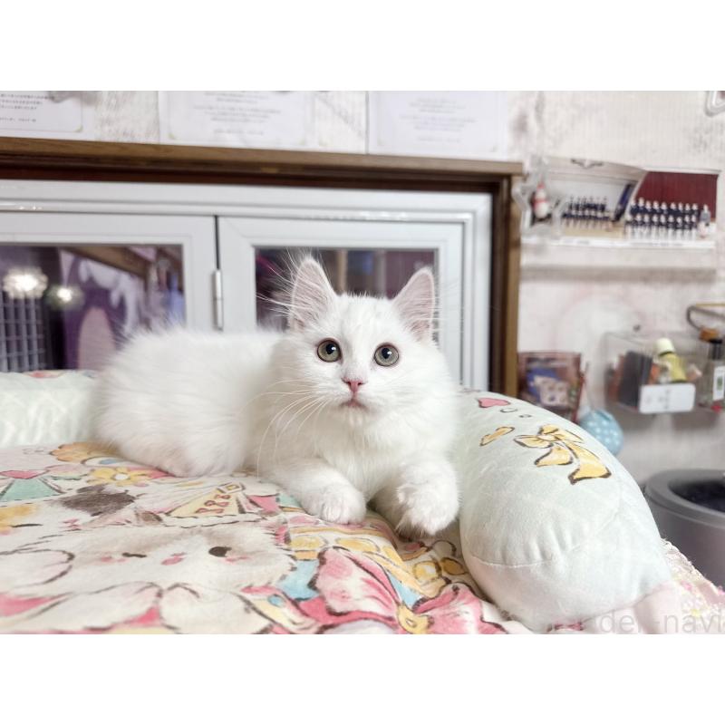 販売中の千葉県のミヌエット-131026の3枚目