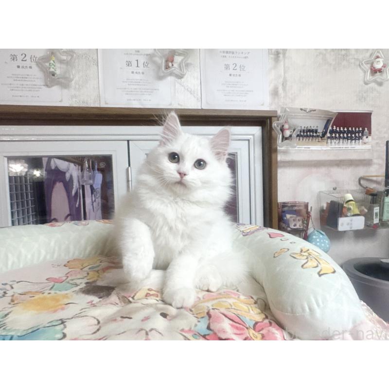 販売中の千葉県のミヌエット-131026の2枚目